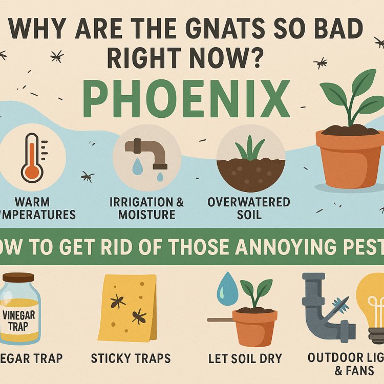 Why are the gnats so bad right now? How to get rid of those annoying pests in Phoenix